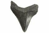Serrated, Juvenile Megalodon Tooth - South Carolina #333530-1
